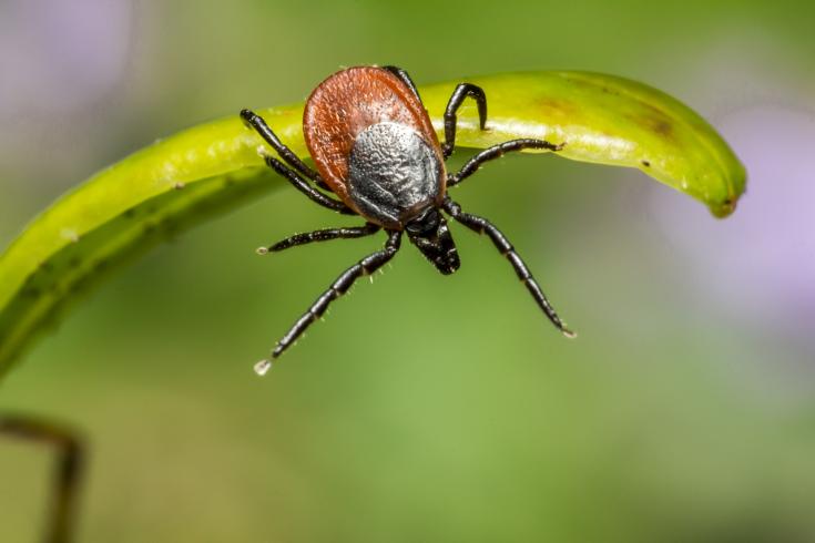 lyme